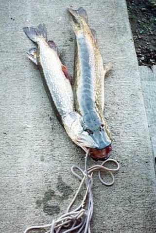 Brochet siamois